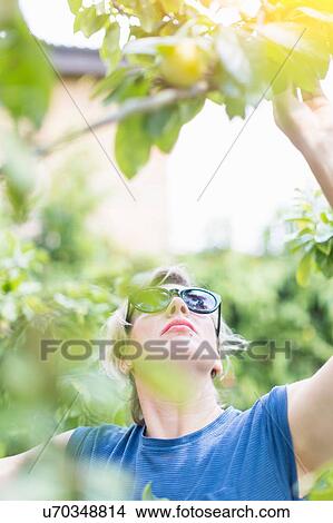 Front view of mature woman reaching to pick plums in orchard View Large Photo Image Picture - Front view of mature woman reaching to pick plums in orchard. Fotosearch