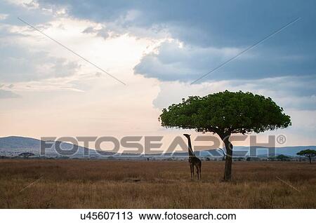Giraffe reaching for tree leaves at dusk, Masai Mara, Kenya View Large Photo Image Stock Image - Giraffe reaching for tree leaves at dusk, Masai Mara, Kenya. Fotosearch