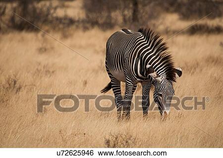 Grevy's Zebra grazing in Amboseli national park, Kenya View Large Photo Image Stock Photograph - Grevy's Zebra grazing in Amboseli national park, Kenya. Fotosearch