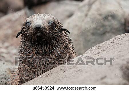 Picture - Guadalupe fur seal pup behind rock looking at camera, Guadalupe Island, Baja California, Mexico. Fotosearch