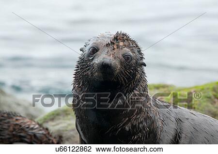 Stock Image - Guadalupe fur seal pup on rocks looking at camera, Guadalupe Island, Baja California, Mexico. Fotosearch