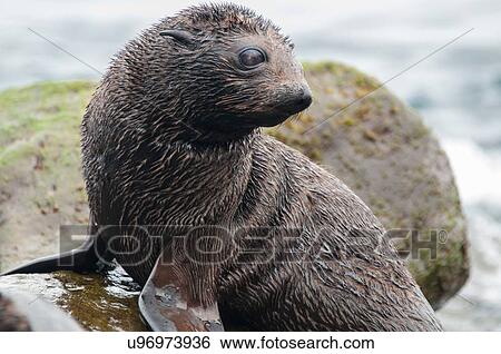Guadalupe fur seal pup on rocks looking away, Guadalupe Island, Baja California, Mexico View Large Photo Image Stock Photograph - Guadalupe fur seal pup on rocks looking away, Guadalupe Island, Baja California, Mexico. Fotosearch