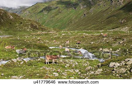 Stock Photograph - Herd of cows grazing in alpine valley, Canton Graubunden, Switzerland,. Fotosearch