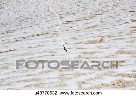 High angle view of a row of hikers in snow, Mont Blanc, France View Large Photo Image Stock Image - High angle view of a row of hikers in snow, Mont Blanc, France. Fotosearch