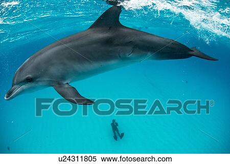 Stock Photography - High angle view of atlantic spotted dolphin on surface and diver sitting on seabed, Northern Bahamas Banks, Bahamas. Fotosearch