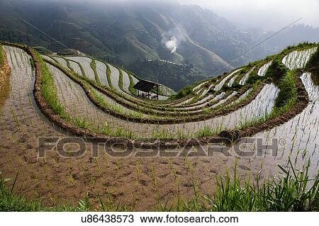 Stock Image - High angle view of paddy fields at Longsheng terraced ricefields, Guangxi Zhuang, China. Fotosearch