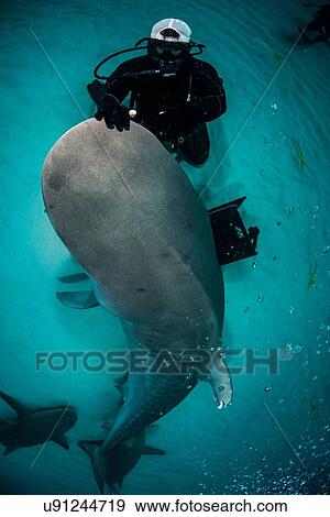 High angle view of scuba diver stroking tiger sharks nose, Northern Bahamas Banks, Bahamas View Large Photo Image Stock Photo - High angle view of scuba diver stroking tiger sharks nose, Northern Bahamas Banks, Bahamas. Fotosearch
