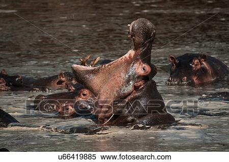Hippopotamus fighting for deep water in dry season, Masai Mara, Kenya View Large Photo Image Stock Photography - Hippopotamus fighting for deep water in dry season, Masai Mara, Kenya. Fotosearch