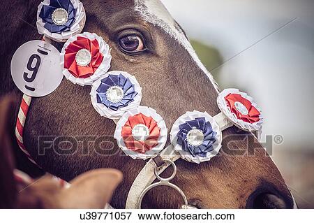 Stock Photo - Horse decorated with horse show rosettes. Fotosearch