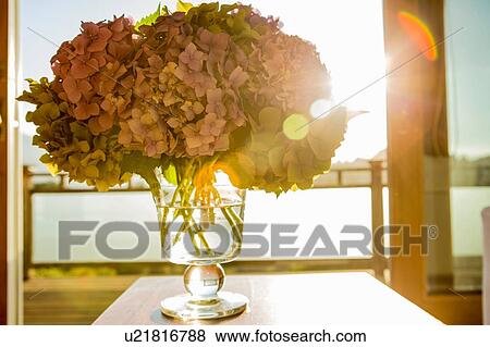 Hydrangea flowers in glass vase in front of window View Large Photo Image Stock Photo - Hydrangea flowers in glass vase in front of window. Fotosearch