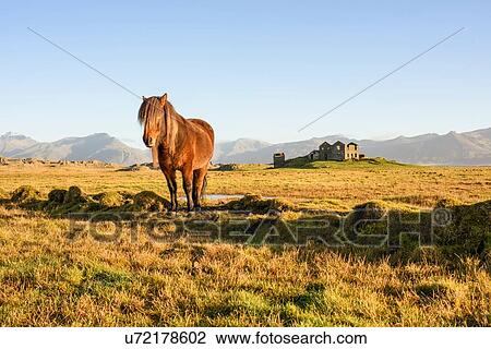 Icelandic horse, Hofn, Iceland View Large Photo Image Stock Image - Icelandic horse, Hofn, Iceland. Fotosearch