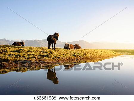 Icelandic horses on riverside, Hofn, Iceland View Large Photo Image Stock Photography - Icelandic horses on riverside, Hofn, Iceland. Fotosearch