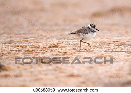Juvenile Killdeer (Charadrius vociferus) on calcium deposit at mammoth hot springs, Yellowstone National Park, Wyoming, USA View Large Photo Image Stock Photo - Juvenile Killdeer (Charadrius vociferus) on calcium deposit at mammoth hot springs, Yellowstone National Park, Wyoming, USA. Fotosearch