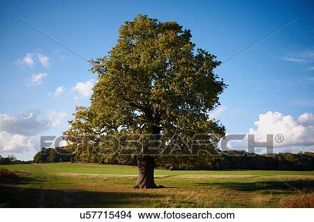 Lone tree in field View Large Photo Image Picture - Lone tree in field. Fotosearch