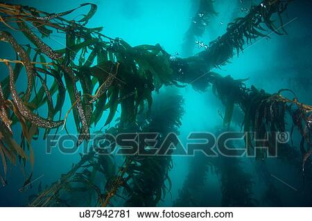 Low angle underwater view of Kelp (macrocystis pyrifera), Ensenada, Baja California, Mexico View Large Photo Image Stock Image - Low angle underwater view of Kelp (macrocystis pyrifera), Ensenada, Baja California, Mexico. Fotosearch