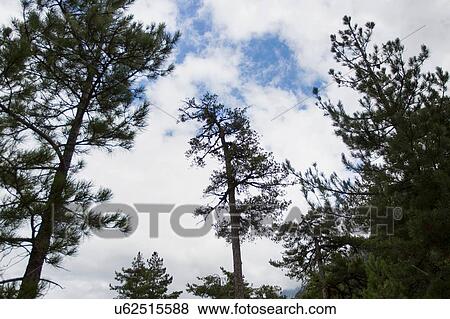Stock Photo - Low angle view of silhouetted trees against sky. Fotosearch
