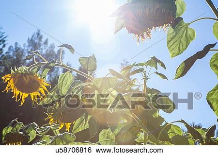 Stock Photograph - Low angle view of sunflowers, Sebastapol, California, USA. Fotosearch