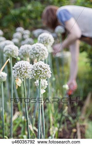 Mature woman, outdoors, gardening, focus on flowers in foreground View Large Photo Image Stock Image - Mature woman, outdoors, gardening, focus on flowers in foreground. Fotosearch