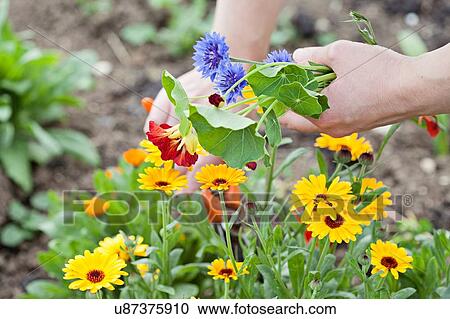 Mature woman, outdoors, gardening, focus on hands View Large Photo Image Stock Image - Mature woman, outdoors, gardening, focus on hands. Fotosearch