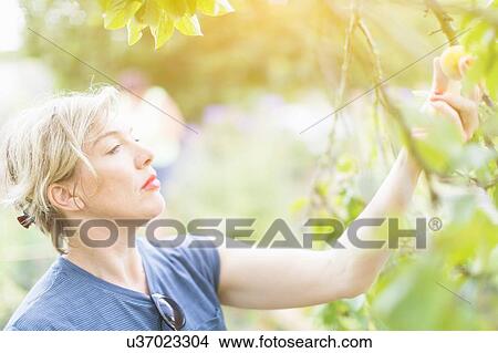 Picture - Mature woman reaching to pick plums in orchard. Fotosearch