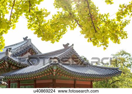 Picture - Pagoda roofs under yellow colour foliage, Korea, Seoul. Fotosearch