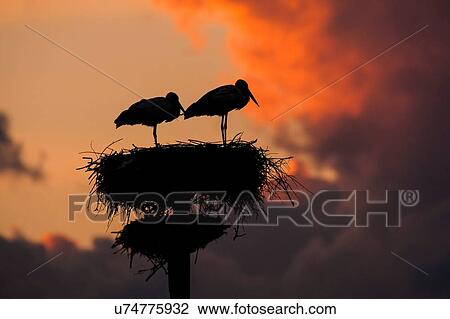 Stock Image - Pair of white stork (Ciconia ciconia) on artificial nesting pole at sunset. Fotosearch