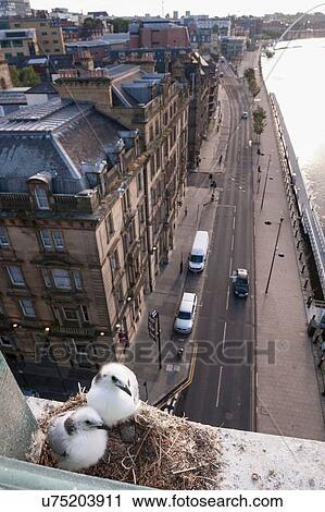 Pair of young Black-legged Kittiwakes (Rissa tridactyla) in nest on ledge of building, Newcastle upon Tyne, Tyne and Wear, UK View Large Photo Image Stock Image - Pair of young Black-legged Kittiwakes (Rissa tridactyla) in nest on ledge of building, Newcastle upon Tyne, Tyne and Wear, UK. Fotosearch