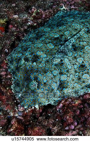 Peacock Flounder lying on seabed, Cocos Island, Costa Rica View Large Photo Image Stock Photography - Peacock Flounder lying on seabed, Cocos Island, Costa Rica. Fotosearch