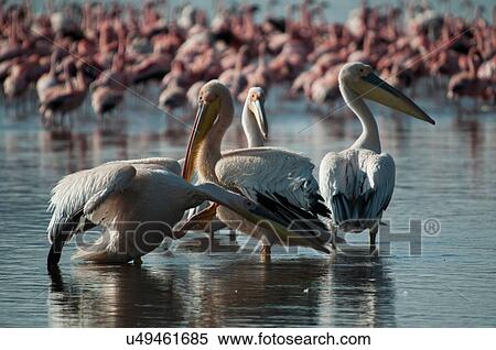 Pelicans and flamingos in shallows of Lake Nakuru, Kenya View Large Photo Image Stock Photography - Pelicans and flamingos in shallows of Lake Nakuru, Kenya. Fotosearch