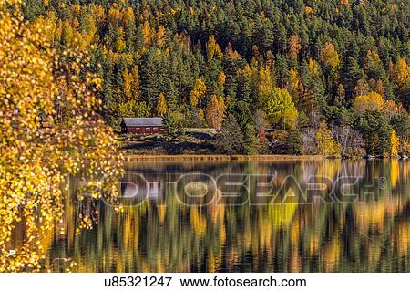 Pine trees and cabin reflecting in lake, Kolbotn, Norway View Large Photo Image Stock Photo - Pine trees and cabin reflecting in lake, Kolbotn, Norway. Fotosearch