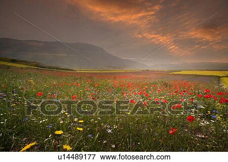 Poppy and wildflower meadow at sunrise, Castelluccio di Norcia, Umbria, Italy View Large Photo Image Stock Photo - Poppy and wildflower meadow at sunrise, Castelluccio di Norcia, Umbria, Italy. Fotosearch