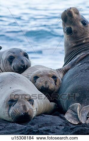 Portrait of northern elephant seals looking back on beach at Guadalupe Island, Mexico View Large Photo Image Picture - Portrait of northern elephant seals looking back on beach at Guadalupe Island, Mexico. Fotosearch