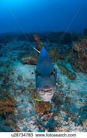 Queen angelfish challenging its own reflection on camera, Cabo Catoche, Quintana Roo, Mexico View Large Photo Image Stock Image - Queen angelfish challenging its own reflection on camera, Cabo Catoche, Quintana Roo, Mexico. Fotosearch
