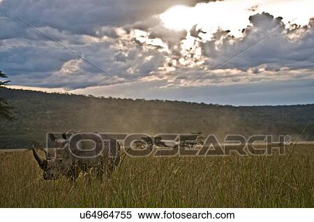 Stock Photography - Rhino amongst long grass at dusk, Lake Nakuru, Kenya. Fotosearch