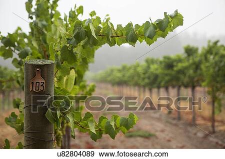 Rows of grapevines in vineyard, Sebastapol, California, USA View Large Photo Image Stock Photo - Rows of grapevines in vineyard, Sebastapol, California, USA. Fotosearch