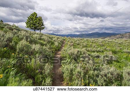 Sage brush, Yellowstone National Park, Wyoming, USA View Large Photo Image Stock Photo - Sage brush, Yellowstone National Park, Wyoming, USA. Fotosearch