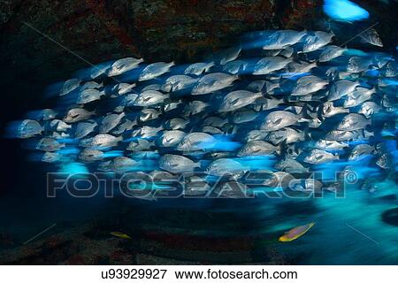 Stock Photo - School of grunt snappers seeking shelter inside ship wreck, Quintana Roo, Mexico. Fotosearch