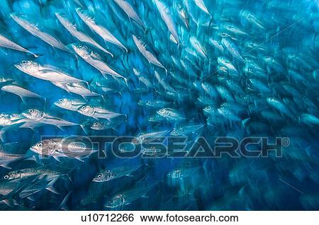 Stock Photograph - School of Jacks moving in unison, Cocos Island, Costa Rica. Fotosearch