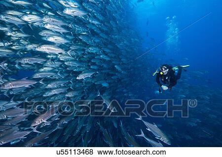 Scuba diver swimming past wall of Jacks, Cocos Island, Costa Rica View Large Photo Image Stock Photo - Scuba diver swimming past wall of Jacks, Cocos Island, Costa Rica. Fotosearch