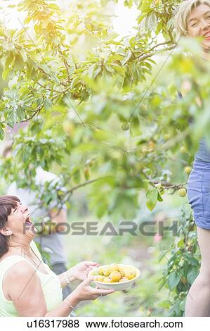 Senior woman and daughter laughing whilst picking plums in orchard View Large Photo Image Stock Photo - Senior woman and daughter laughing whilst picking plums in orchard. Fotosearch