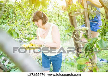 Senior woman and daughter picking plums in orchard View Large Photo Image Stock Photograph - Senior woman and daughter picking plums in orchard. Fotosearch