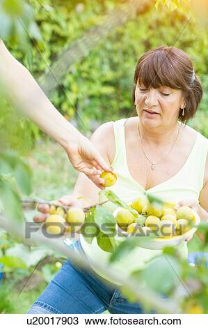 Senior woman holding bowl of picked plums in orchard View Large Photo Image Stock Image - Senior woman holding bowl of picked plums in orchard. Fotosearch
