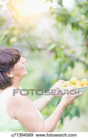 Senior woman holding up bowl for picked plums in orchard View Large Photo Image Stock Photo - Senior woman holding up bowl for picked plums in orchard. Fotosearch