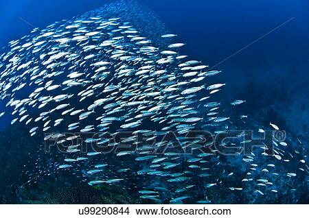 Picture - Shoal of sardines rushing over reef, Cabo Catoche, Quintana Roo, Mexico. Fotosearch