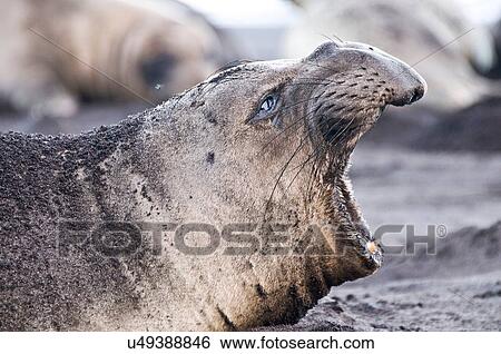 Stock Photograph - Side view of northern elephant seal calling on beach at Guadalupe Island, Mexico. Fotosearch