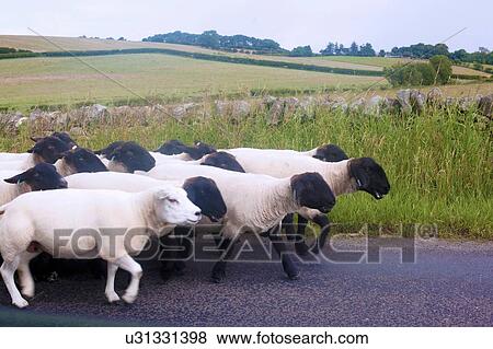 Side view of sheep on rural road, Cumbria, UK View Large Photo Image Stock Photo - Side view of sheep on rural road, Cumbria, UK. Fotosearch