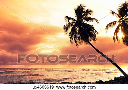 Stock Photo - Silhouetted palm trees at sunset, Barbados, The Caribbean. Fotosearch