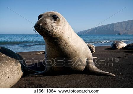 Surface level portrait of northern elephant seal on beach at Guadalupe Island, Mexico View Large Photo Image Picture - Surface level portrait of northern elephant seal on beach at Guadalupe Island, Mexico. Fotosearch