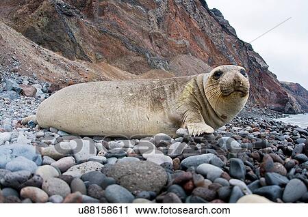 Stock Image - Surface level side view of northern elephant seal on rocky beach at Guadalupe Island, Mexico. Fotosearch