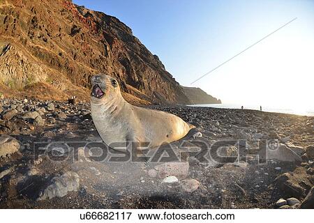 Stock Photo - Surface level view of northern elephant seal on rocky beach at Guadalupe Island, Mexico. Fotosearch